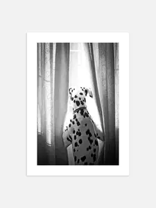 Window Dalmatian Poster