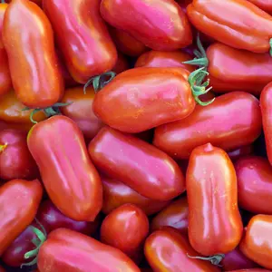 Heirloom San Marzano Tomato Seeds - Organic and Regenerative Italian Gardening Seeds