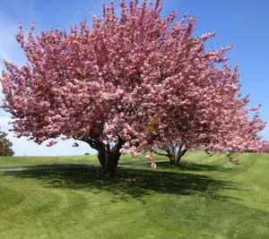 Kwanzan Ornamental Flowering Cherry Tree