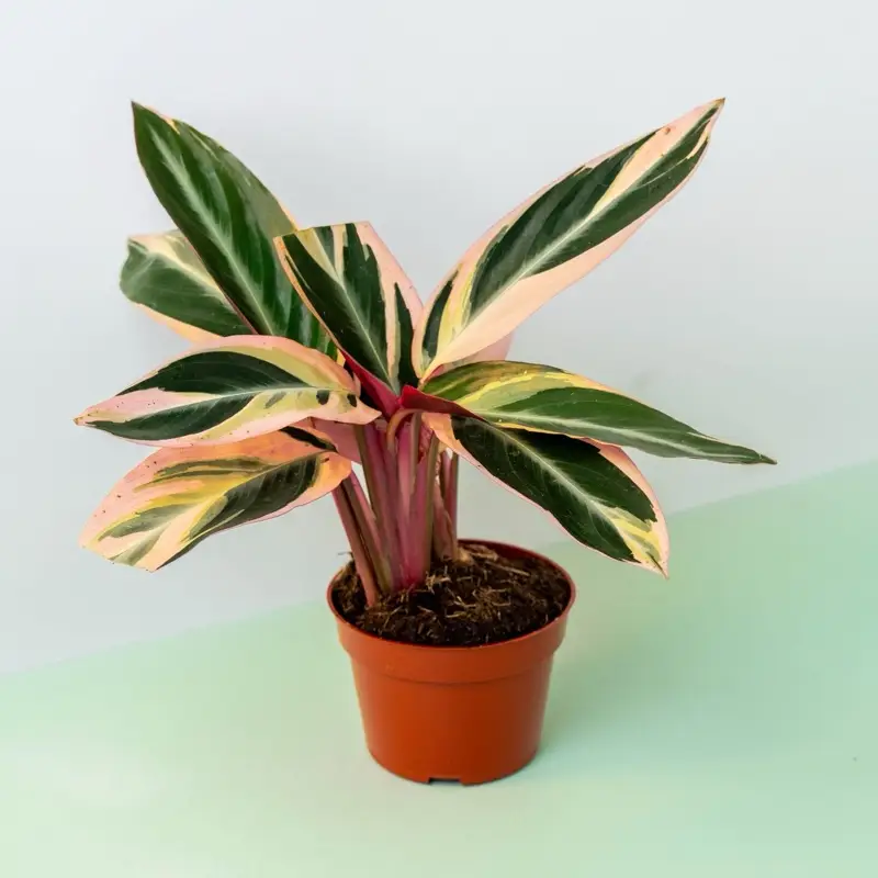 Stromanthe Triostar - 4 Inch Pot