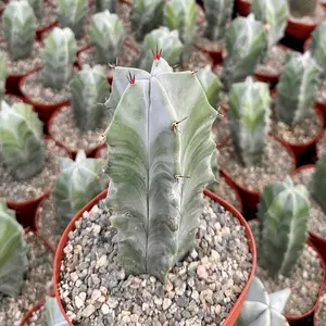 Grey Ghost Organ Pipe, Stenocereus Pruinosus, Rare Cactus in 6" pot
