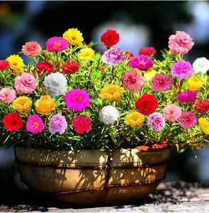 2,000 Mix Double Moss Rose Seeds for Planting (Portulaca Grandiflora) - Non-GMO & Heirloom Ground Cover - Purslane Flower Seeds to Plant Outside, Beds & Yards & Flower Garden