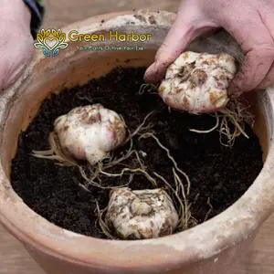 Individually packaged, "Heartstrings" lily bulbs germinate quickly. Ideal for balcony potted plants and home gardens, they release a slight fragrance when they germinate.