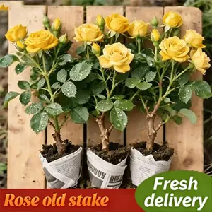 Yellow rose living plant with high survival rate, long flowering period and strong vitality, is an ideal choice for home garden and landscape decoration