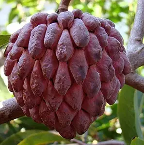 Red Cherimoya Tree, Cherimoya Grafted Tree 2-3 Ft Tall, Red Custard Apple Tree, Annona Live Tree, Sweet Cherimoya Fruit Tropical Tree For Planting