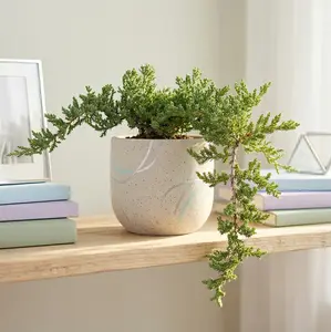Bonsai Juniper