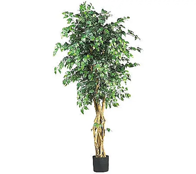 6' Multi-Trunk Ficus Tree by Nearly Natural
