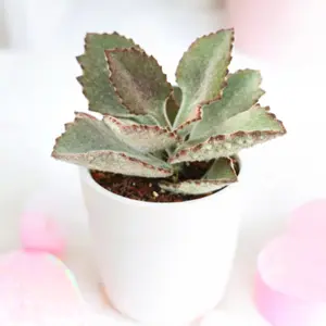Kalanchoe beharensis 'Fang'