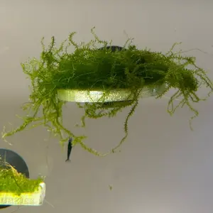 Floating Circular Moss Ledge – 3D Printed Suction Cup Plant Ledge