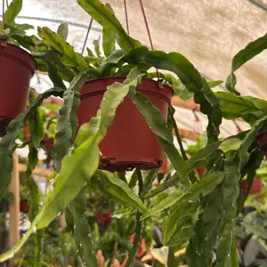 Rhipsalis Hurricane Plant 6 inch pot