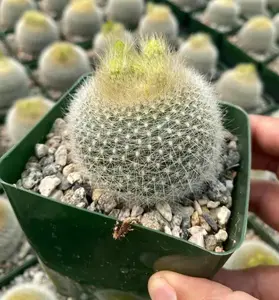 Live Yellow Crown Cactus Plant - Notocactus Graessneri Albisetus Plant - Blooming Cactus Plant - Echinocereus Reichii Plant - 4 Inch Pot