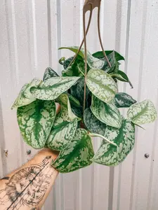 6" Scindapsus 'Pictus Exotica' (Hanging Basket)