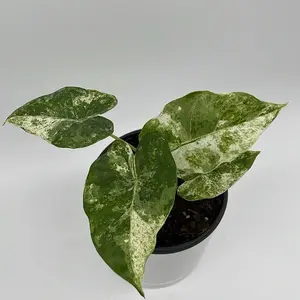 Variegated Alocasia Macrorrhiza 6" Pot Starter Plant - Tropical Houseplant with Unique Green Leaves and Striking White Veins for Indoor Collection
