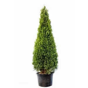 1 Gal. Emerald Green Arborvitae Shrub
