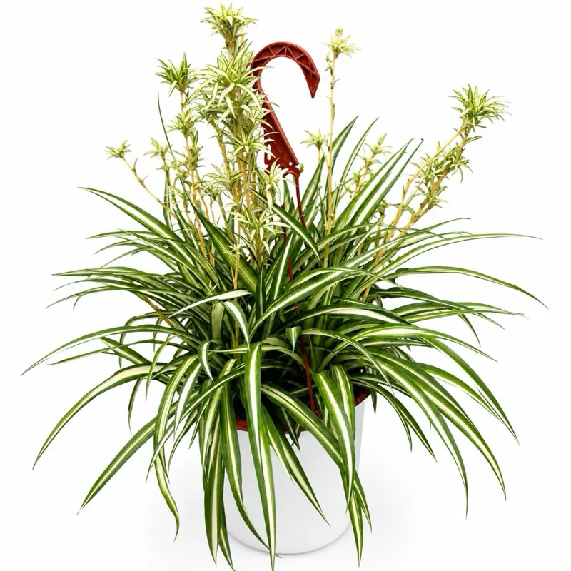 Inner Variegated Spider Plant 8"HB pot  House Plant - Excellent Air Purifier, Bright Spot for Indirect Sunlight
