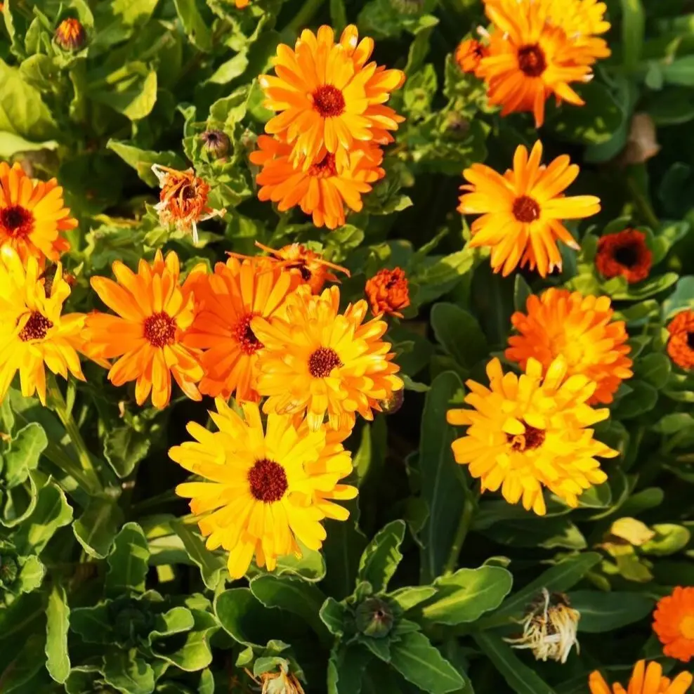 150 Pcs Calendula Seeds for Planting Outdoors, Bright Orange and Yellow Pot Marigold Flower Seeds, Easy to Grow Garden Flowers for Backyard, Borders and Cottage Gardens, Seeds Only Not Live Plants