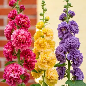 200pcs Double Hollyhock Seeds 'Radiant Rose' MixedColors, Non-GMO Heirloom, Hardy Biennial for Vibrant & TallBlooms Plant Garden Outdoor Flower Pot