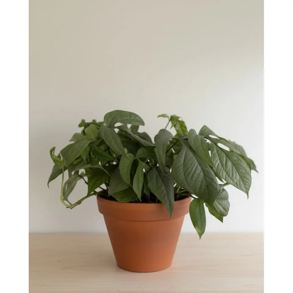 8" Amydrium Medium Silver (Spiderman) MATURE LEAVES