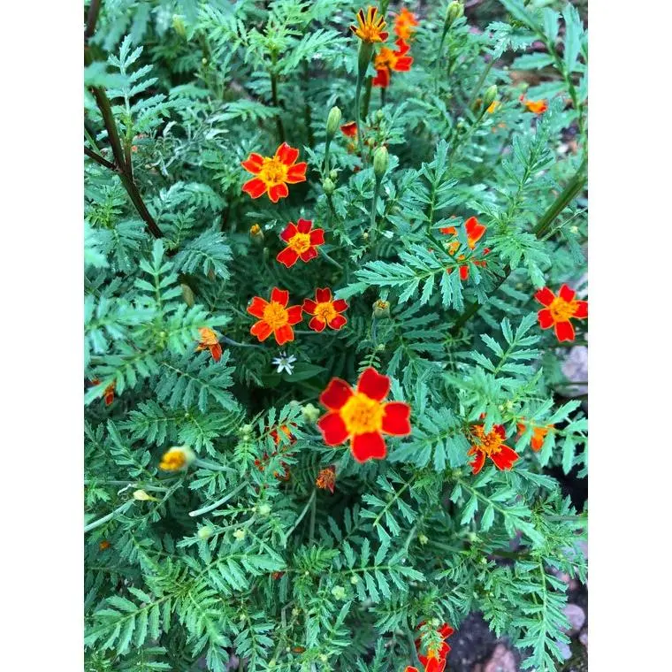 Organic French Gem Marigolds