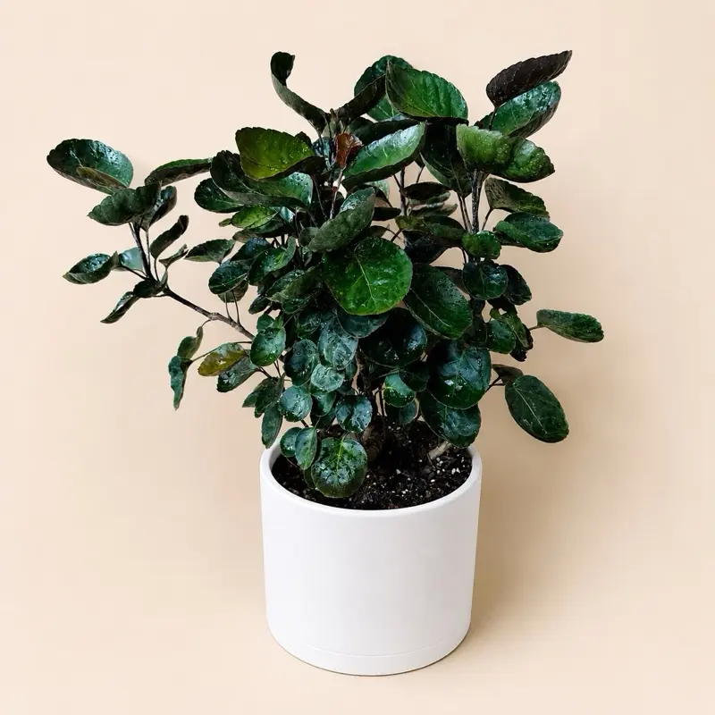 XL Aralia Fabian Stump 8” Pot floor plant – Compact floor Plant | Sculptural Upright Growth | Easy Care Houseplant | Bold Round Leaves