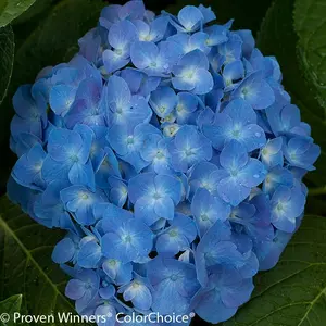 Let's Dance® Blue Jangles® Hydrangea