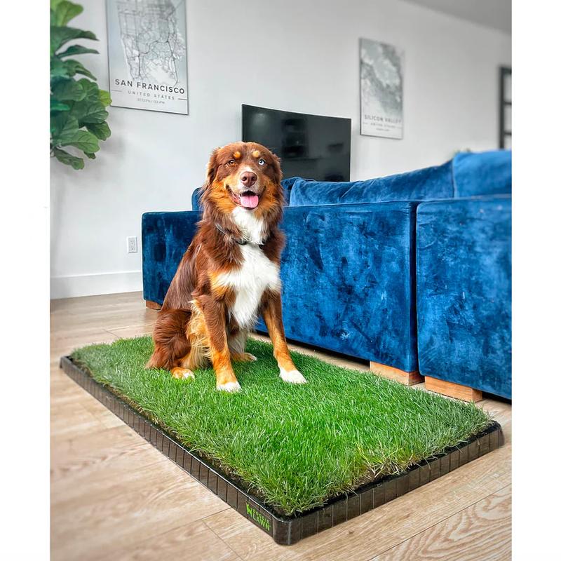 DoggieLawn Real Grass Potty Pad, Odor Neutralizing, Sustainable and Affordable - Pet Supplies