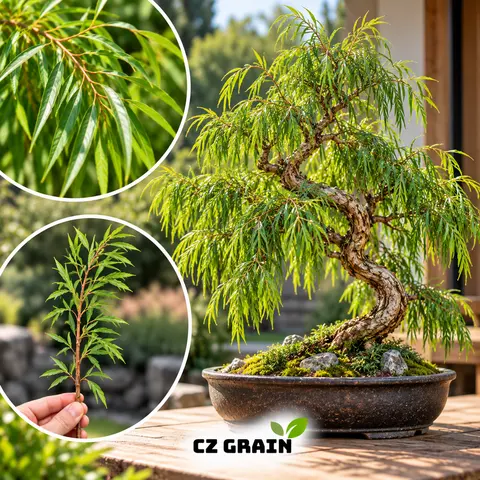 CZ GRAIN Dwarf Australian Weeping Willow Live Tree Cutting - Fast Growth Weeping Form Gardening Plant for Bonsai Training, Containers, Outdoor Gardens, Indoor Use