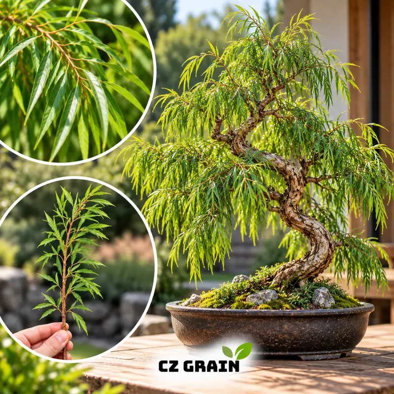 CZ GRAIN Dwarf Australian Weeping Willow Live Tree Cutting - Fast Growth Weeping Form Gardening Plant for Bonsai Training, Containers, Outdoor Gardens, Indoor Use