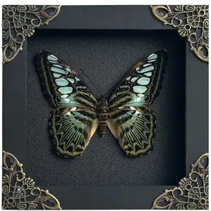 Framed Butterfly Green Wings Display, Insect Display in Shadow Box, Handmade Entomology Decor, Unique Gift for Nature Lovers Collectors