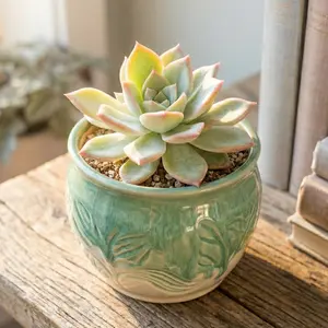 Echeveria pringlei - Silvery-Green Rosette Succulent for Indoor Gardens, Drought-Tolerant, Low Maintenance, USDA Zones 9-11, Perfect for Terrariums & Decorative Arrangements