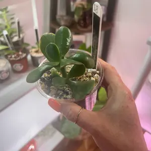 4 inch jade plant