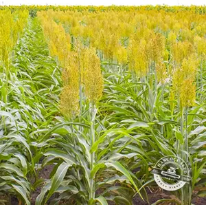 Wild Game Sorghum Seeds for Planting - Premium Food Plot Milo Seeds (5 Pounds)