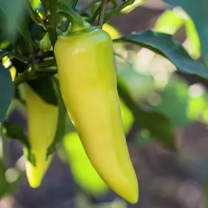 Heirloom Sweet Banana Pepper Seeds - Organic and Regenerative Gardening Seeds