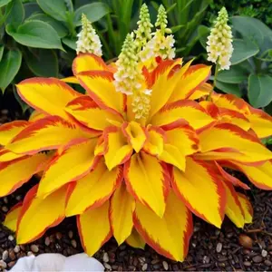 800 pcs Hosta Seeds – Build a Clean, Natural Look in Shaded Gardens