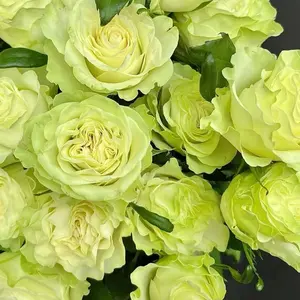 Rare Rose【Jutta 】-1.5 Gal OwnRoot Live Plant｜Netherlands Cutting Rose| Extended vase life| Less Thorns| Ruffle Lace| Excellent Resistance| Easy-Grow| Bare Root| Rosa| popular|  Exquisite |Trendy| Gift| バラ