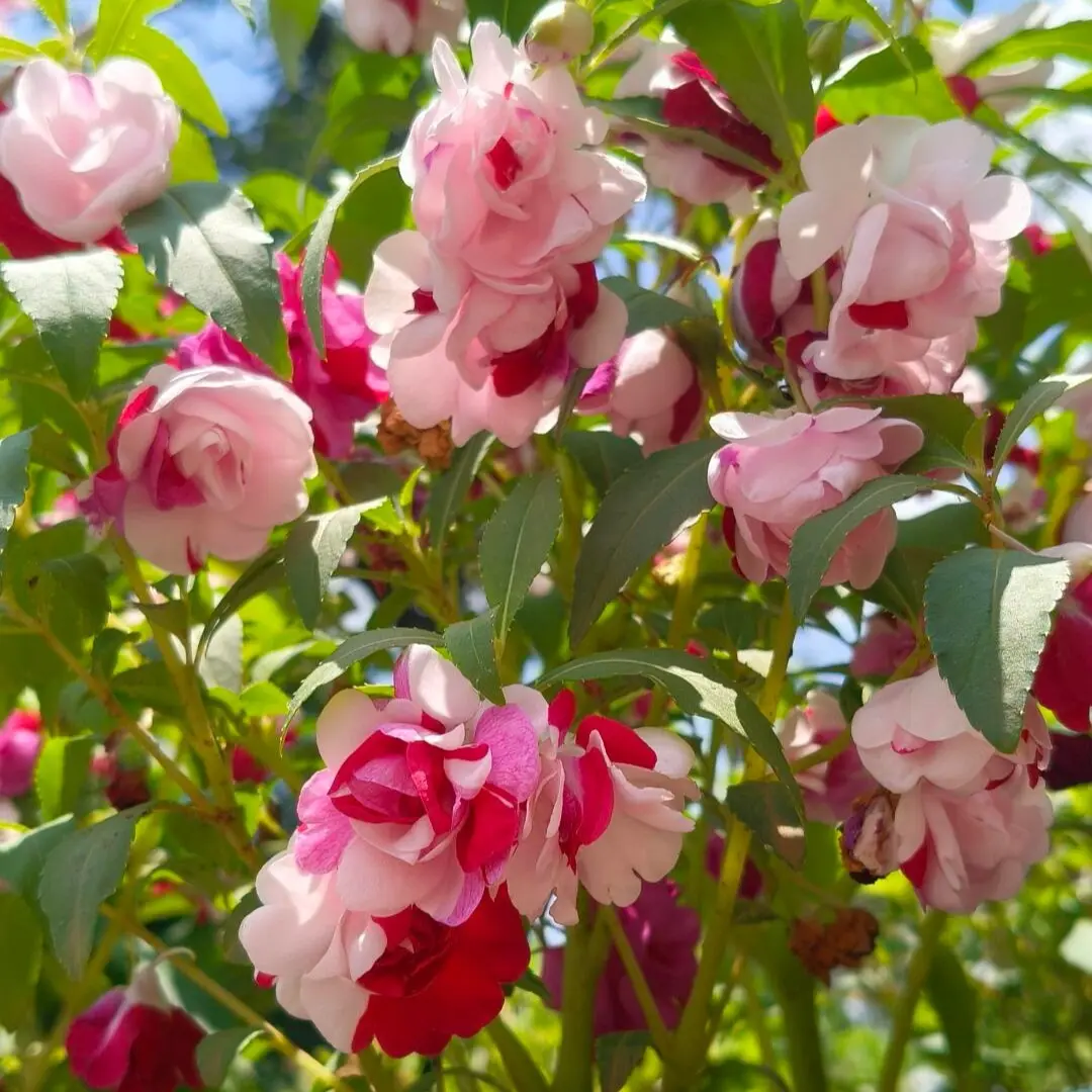 Mixed Color Garden Balsam Seeds 50 PCS, Impatiens Balsamina Flower Seeds for Outdoor Garden Planting, Easy Growing Annual Flowers, Seeds Only, Not Live Plant