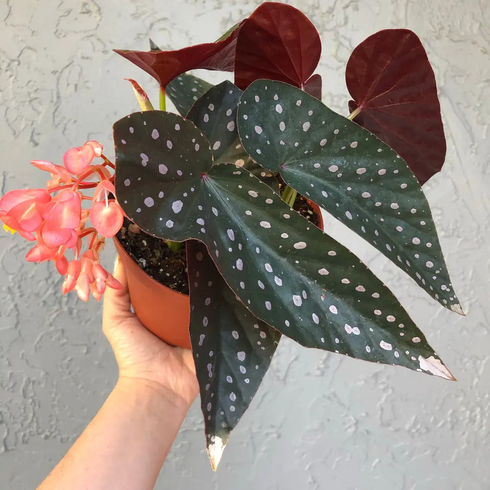 Angel Wing Begonia ‘Harmony’s Dark Dreamer’ - 6” pot