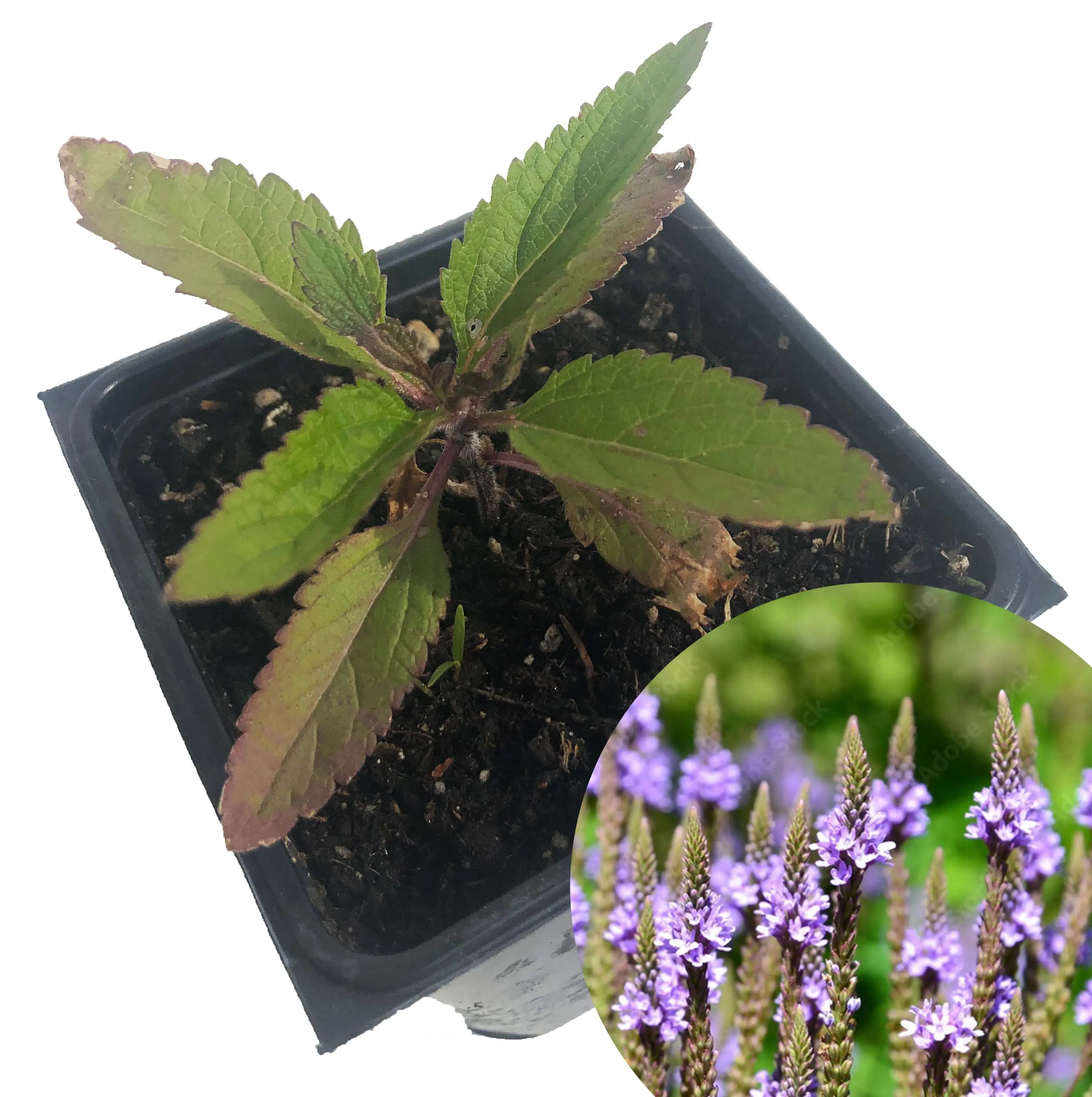 Organic Blue Vervain (Verbena hastata) in 2.5-Inch Pot - Native Pollinator Plant