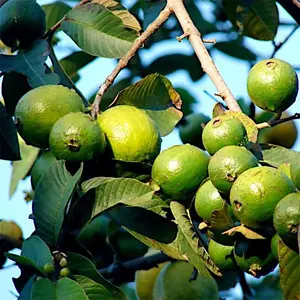 20 Lemon Apple Pink Guava Tree Fruit Seeds Ruby Supreme Plant Psidium guajava