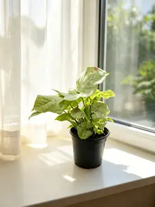 RZ-35  Syngonium Milk Confetti Live Indoor Plant in 4 Inch Nursery Pot, Arrowhead Vine with Soft Pink and Green Speckled Variegated Leaves for Home Office Desk Shelf and Bright Spaces