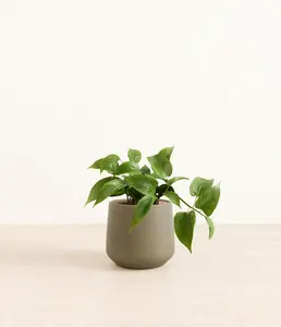 Jade Pothos
