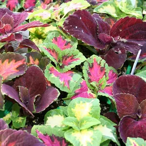 Rainbow Coleus Seeds - 1000+pcs for Home Flower Pots