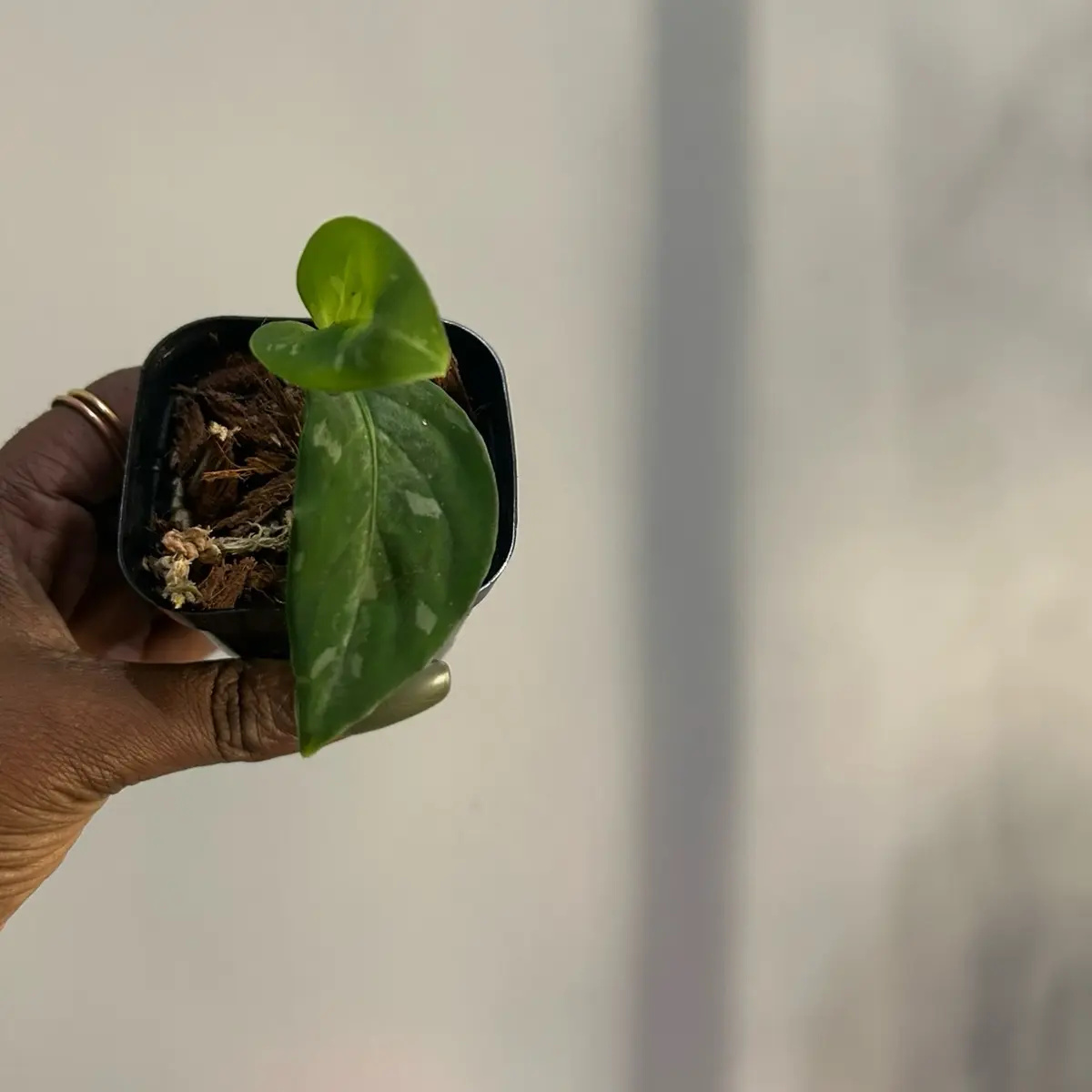 Pictum Tricolor