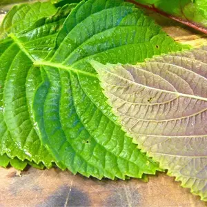 Green Shiso Seeds for Planting (100+ seeds) Tangy Japanese Herb, Sushi Bar, Asian Heirloom, Cool Weather, Fragrant and Delicious - Perilla frutescens var. crispa