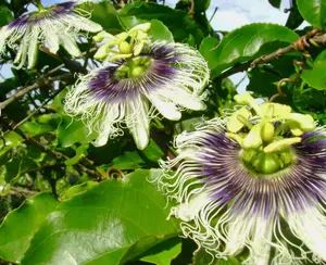 Passiflora edulis| Granadilla | Qarandila | Maracuja | 20_Seeds