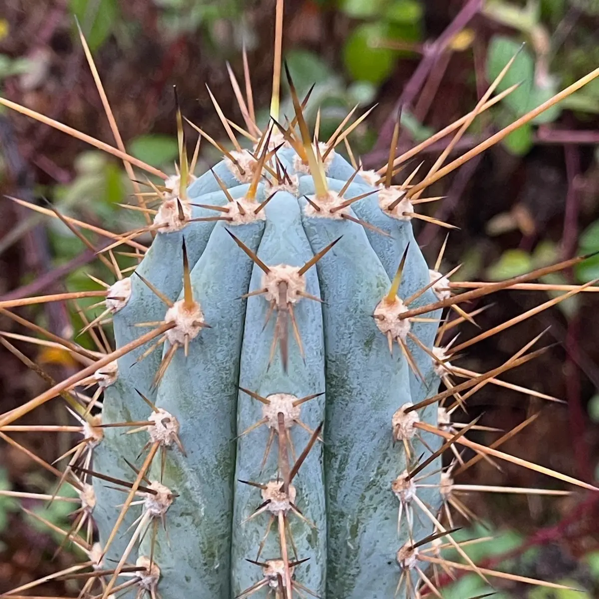 Ikaros Landrace Matucana Peruvianus