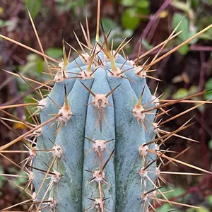 Ikaros Landrace Matucana Peruvianus