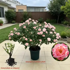 Soft Pink Double Bloom Shrub Rose - Bare Root Mature Live Plant for Outdoor Garden
