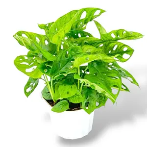 Monstera Swiss Cheese, 6 Inch Pot, Monstera Adansonii Live Plant