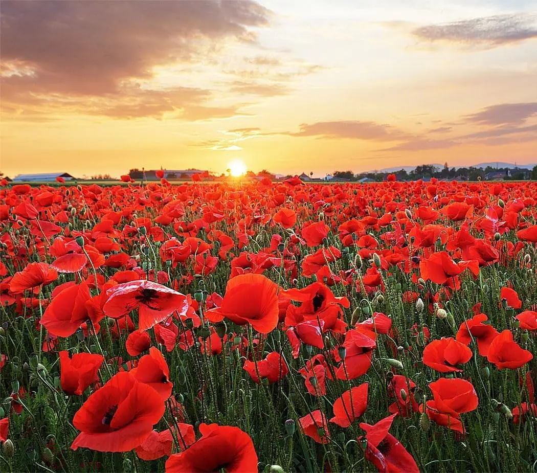 Red Flanders Poppy Seeds for Planting - 2,000+ Fresh Flower Seeds - Grown in the USA - Spring Blooming Wildflower